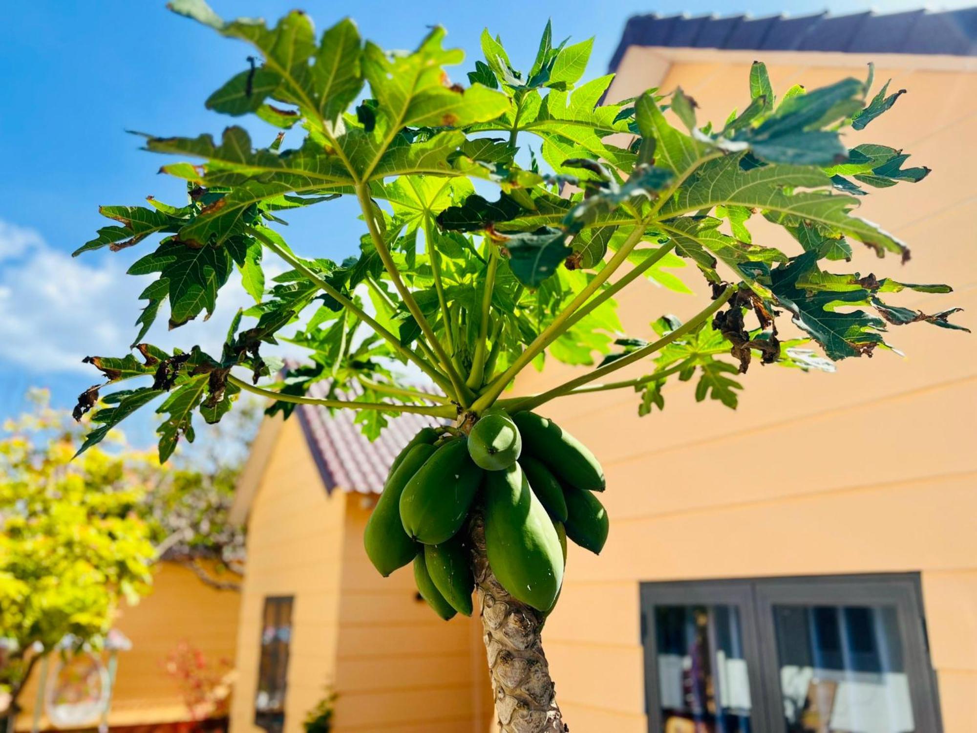 Mama Villa Cu Lao Thu Luaran gambar